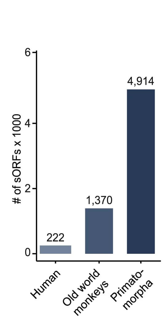 Open access visualization of Bar Plot, Young sORFs, ORF Structures, Conservation Level, Number
