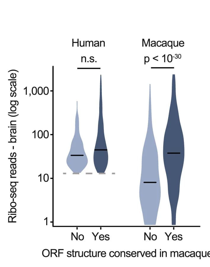 Open access visualization of Violin Plot, Violin Plots, Brain Ribo-seq Reads, Human Brain Translated ORFs, Sequence Conservation