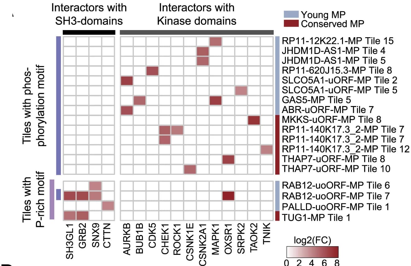 Open access visualization of Heatmap, Fold Changes, Kinases, SH3-domain-containing proteins, Microproteins
