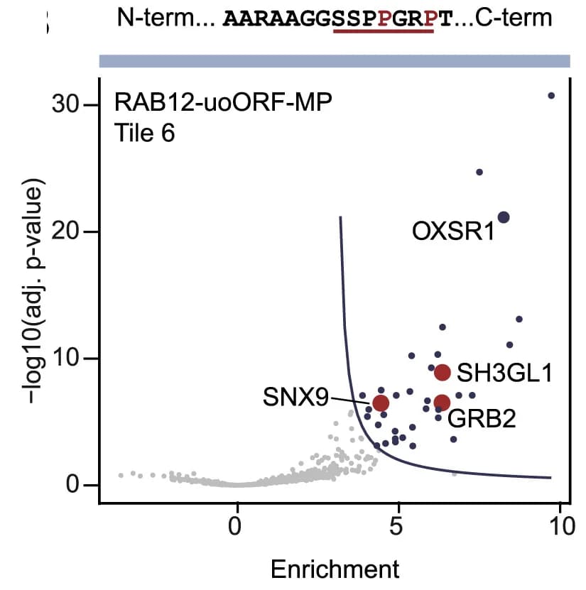 Open access visualization of Scatter Plot, Volcano Plot, Peptide sequence, PRISMA, RAB12-uoORF-MP-derived peptide