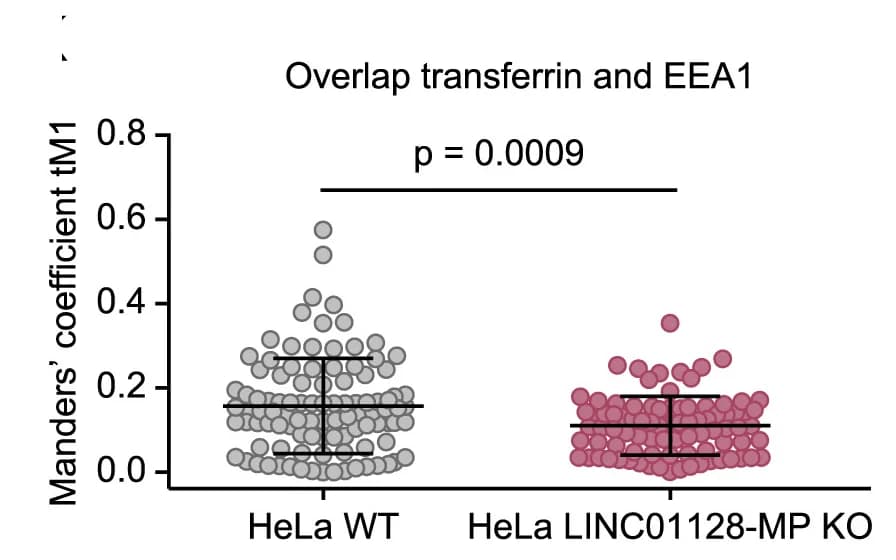 Open access visualization of Scatter Plot, Error Bars, Beeswarm plot, Transferrin, EEA1
