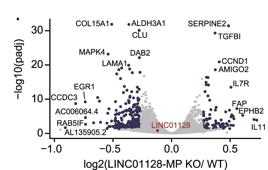 Open access visualization of Volcano Plot, Scatter Plot, Differentially expressed genes, RNA-seq data, Wild-type cells