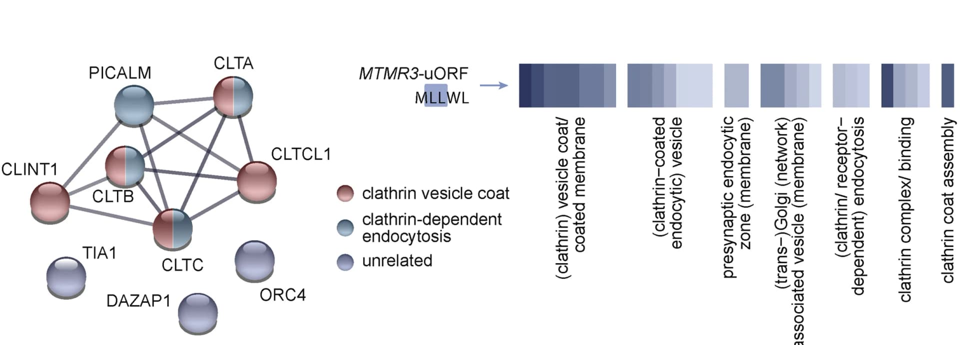 Open access visualization of Network, Heatmap, String network, MTMR3-uORF-peptide, GO enrichment analysis