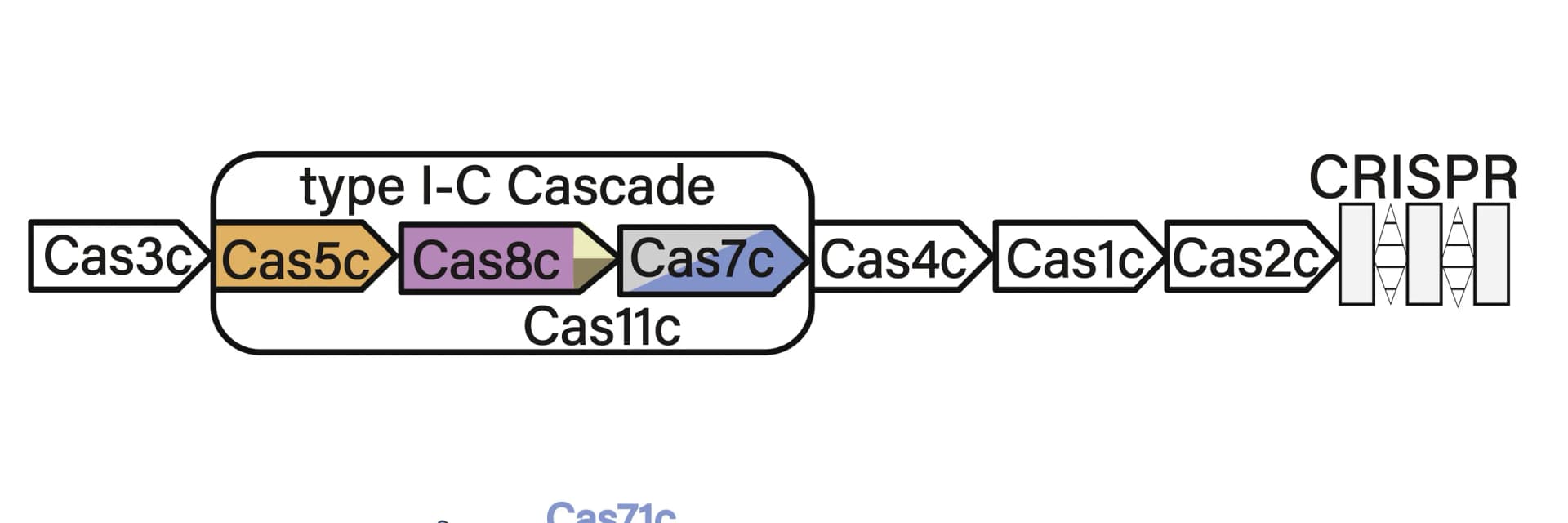 Open access visualization of Workflow, Flowchart, Illustration, D. vulgaris, Type I-C Operon