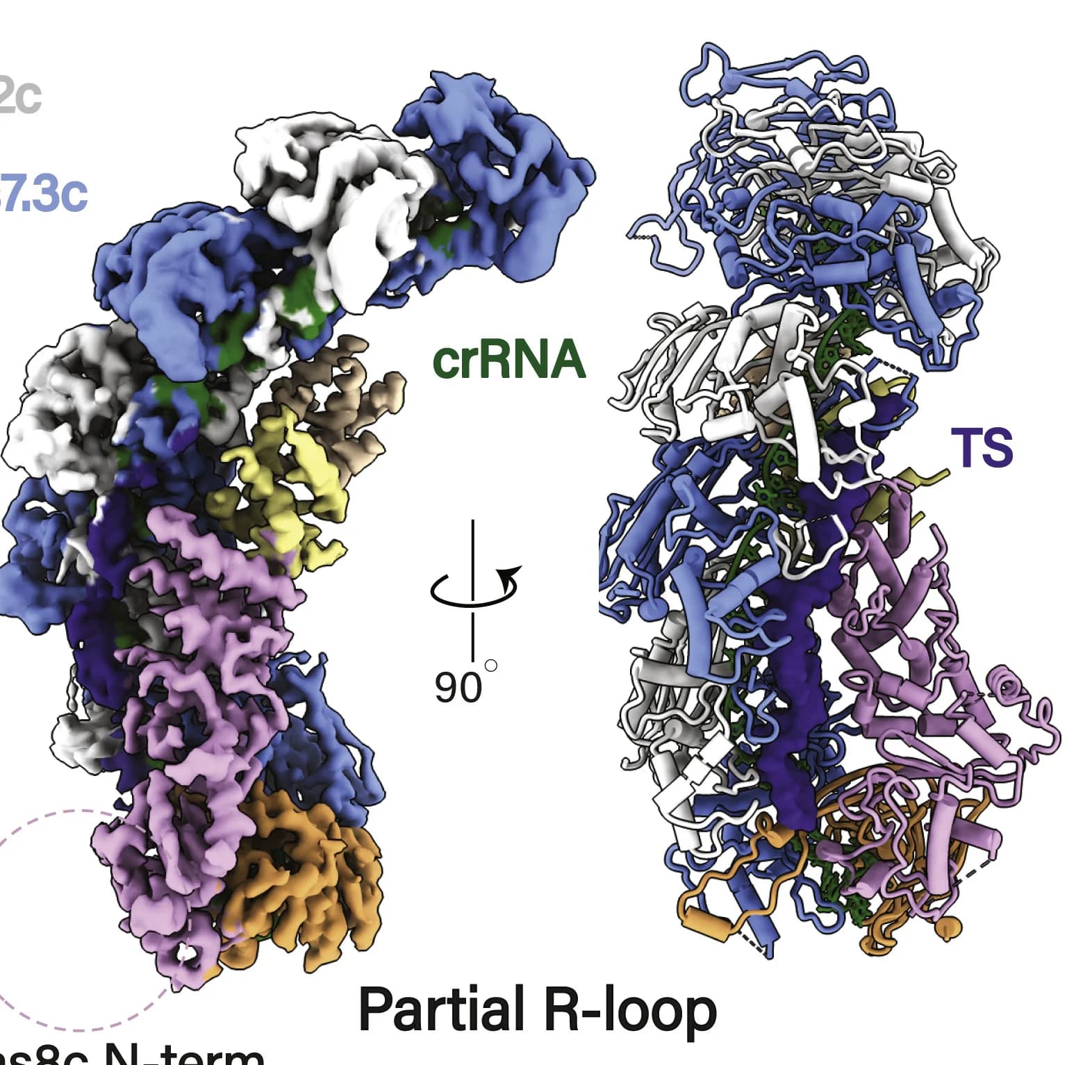 Open access visualization of Protein Structure, Cryo-EM, Atomic Model, Type I-C Cascade, R-loop