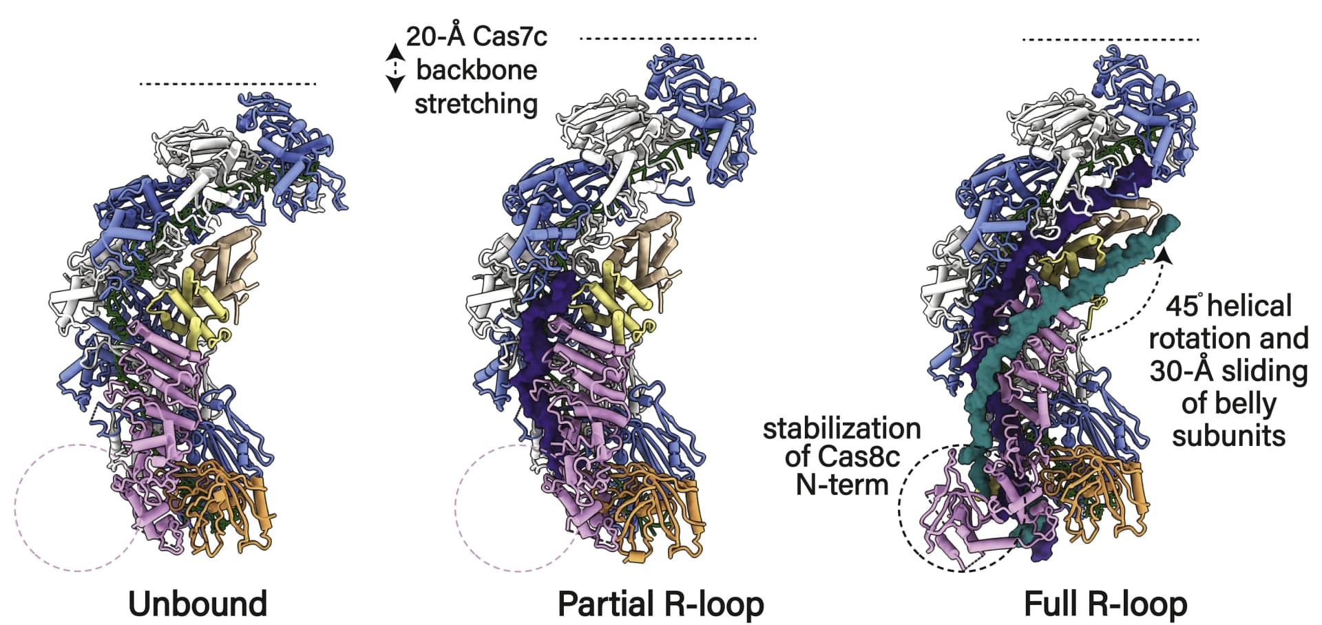 Open access visualization of Protein Structure, Conformational Changes, Type I-C Cascade, R-loop, Cryo-EM