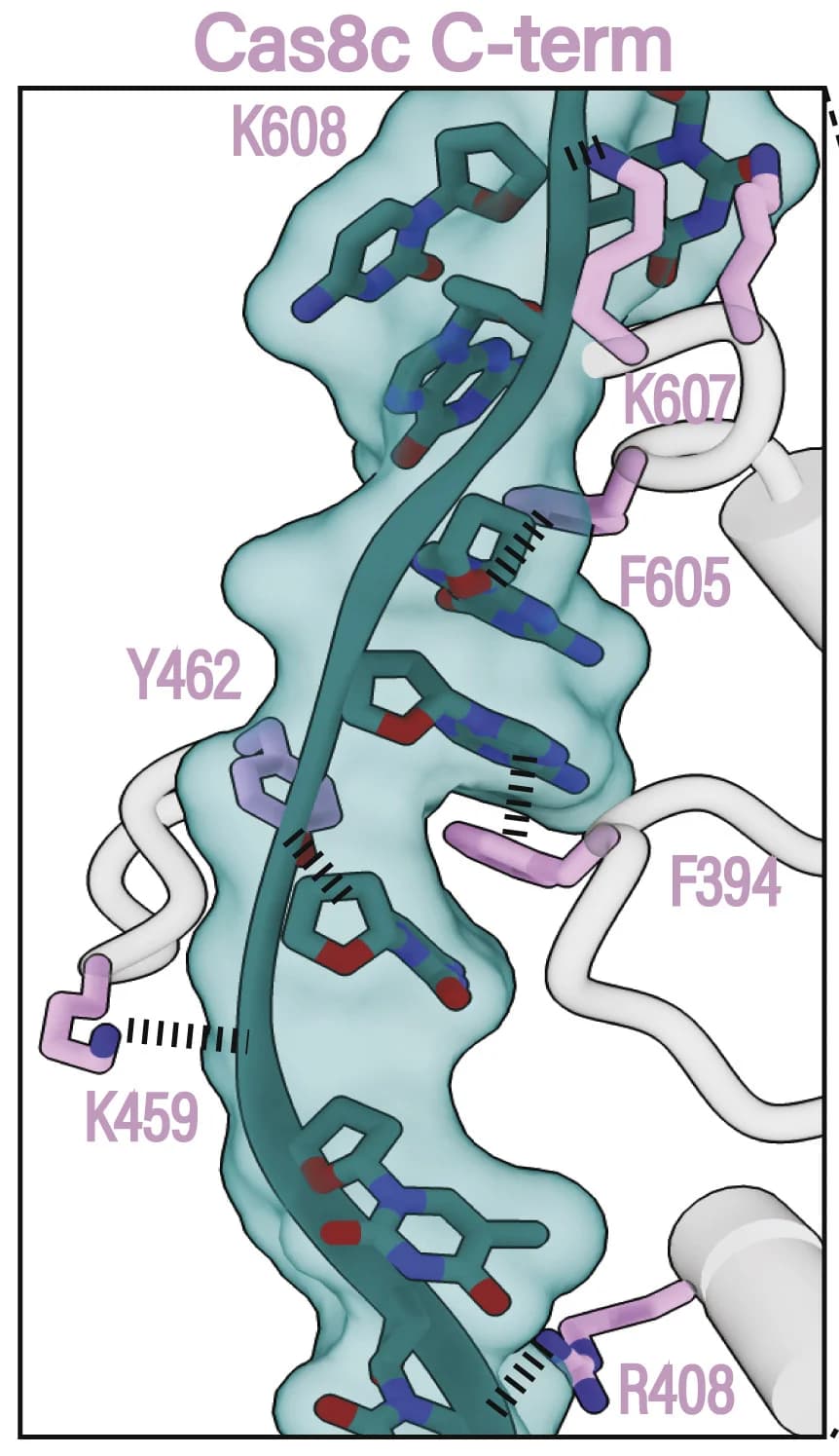 Open access visualization of Protein Structure, Chemical Structure, Cas8c, Cas11, NTS