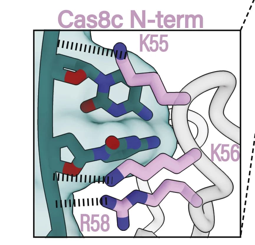 Open access visualization of Protein Structure, Chemical Structure, Cas8c, dsDNA, N-term