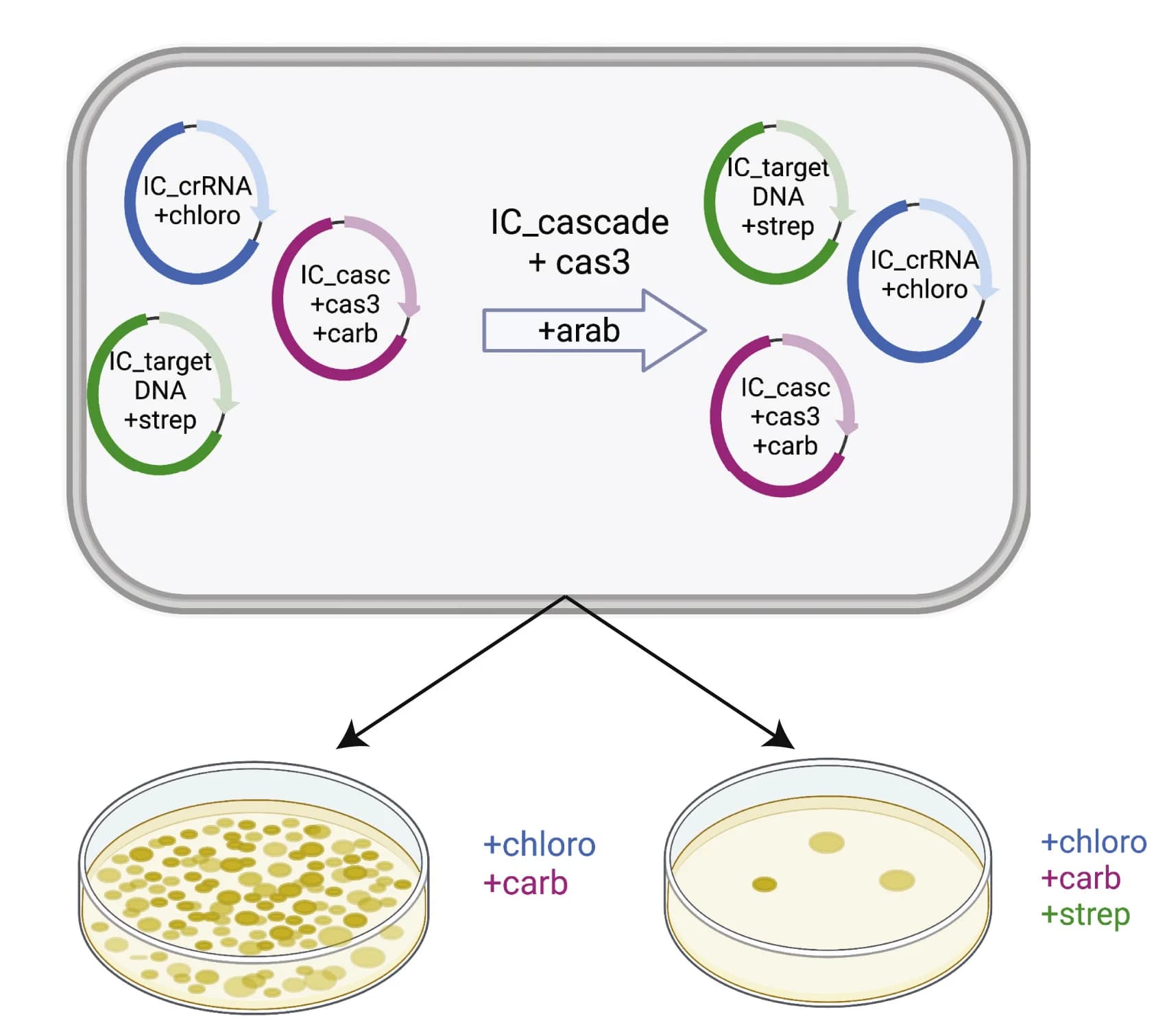Open access visualization of Workflow, Illustration, Type I-C Cascade-Cas3, In vivo, Plasmid