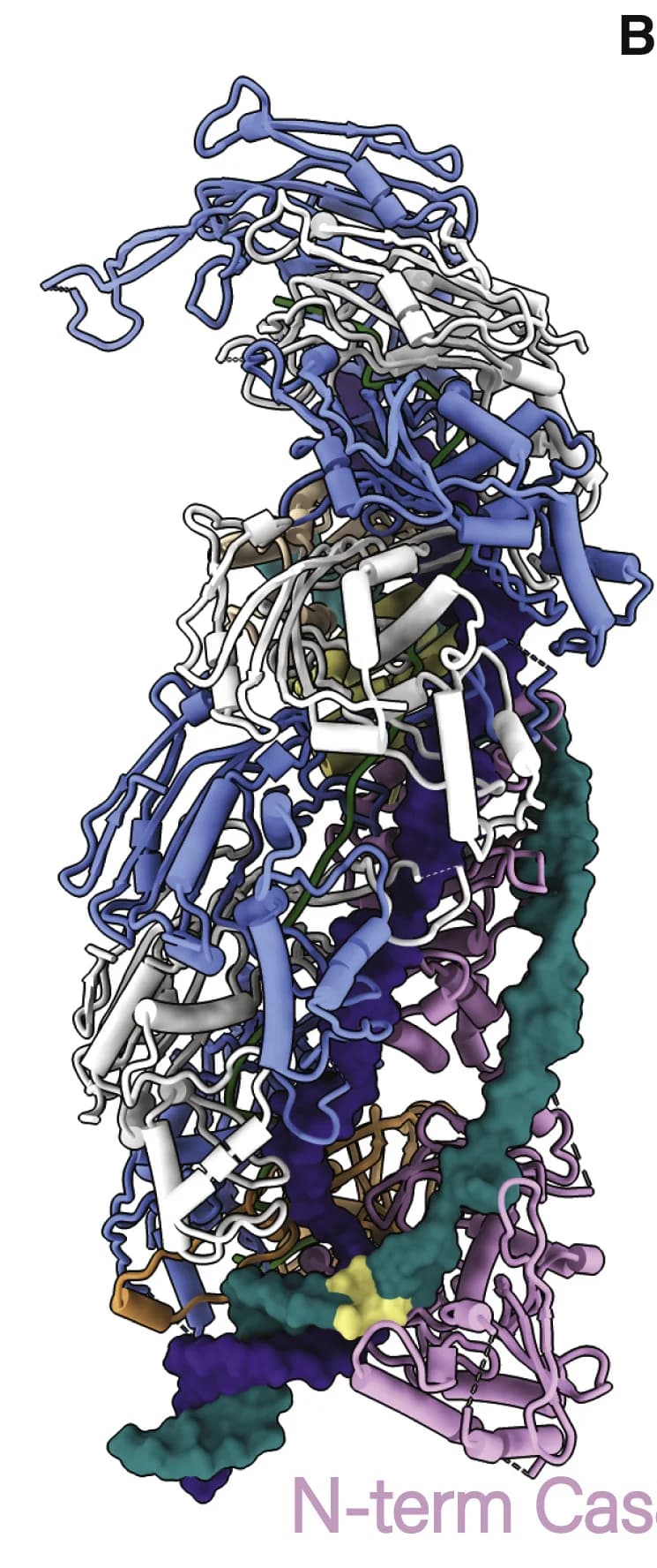 Open access visualization of Protein Structure, PAM Motif, Cas8c, Minor Grove