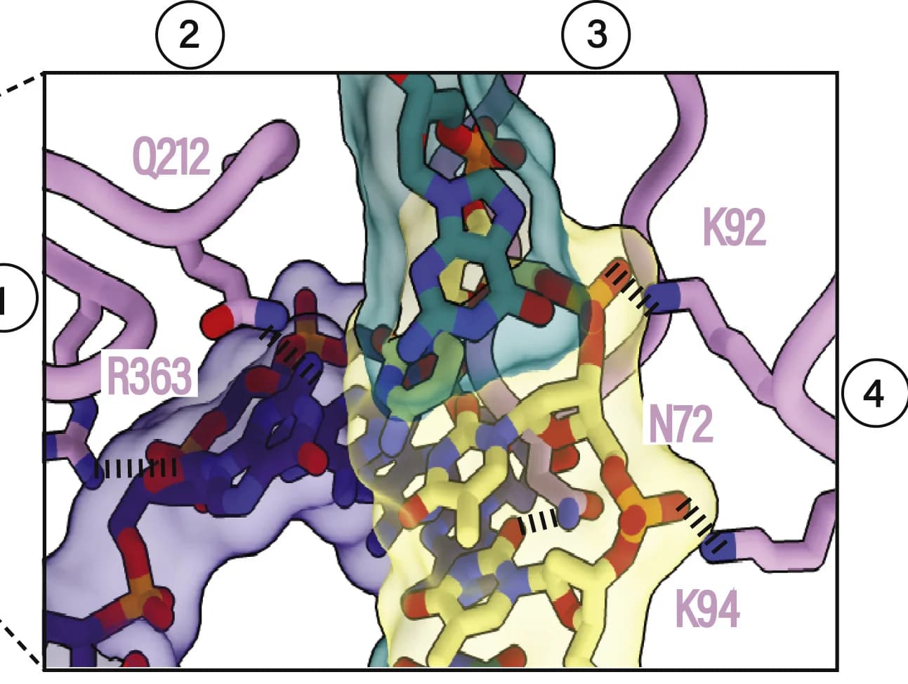 Open access visualization of Protein Structure, Chemical Structure, PAM Recognition, Strand Separation, Loops