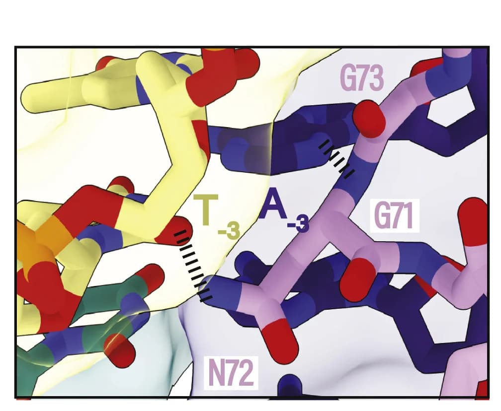 Open access visualization of Protein Structure, Chemical Structure, N72, PAM, Glycine Loop