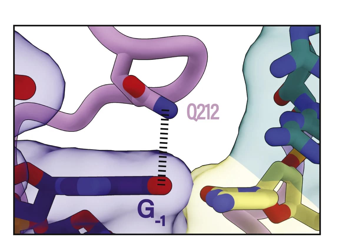 Open access visualization of Protein Structure, Chemical Structure, dsDNA Splitting, Glutamine Wedge, PAM