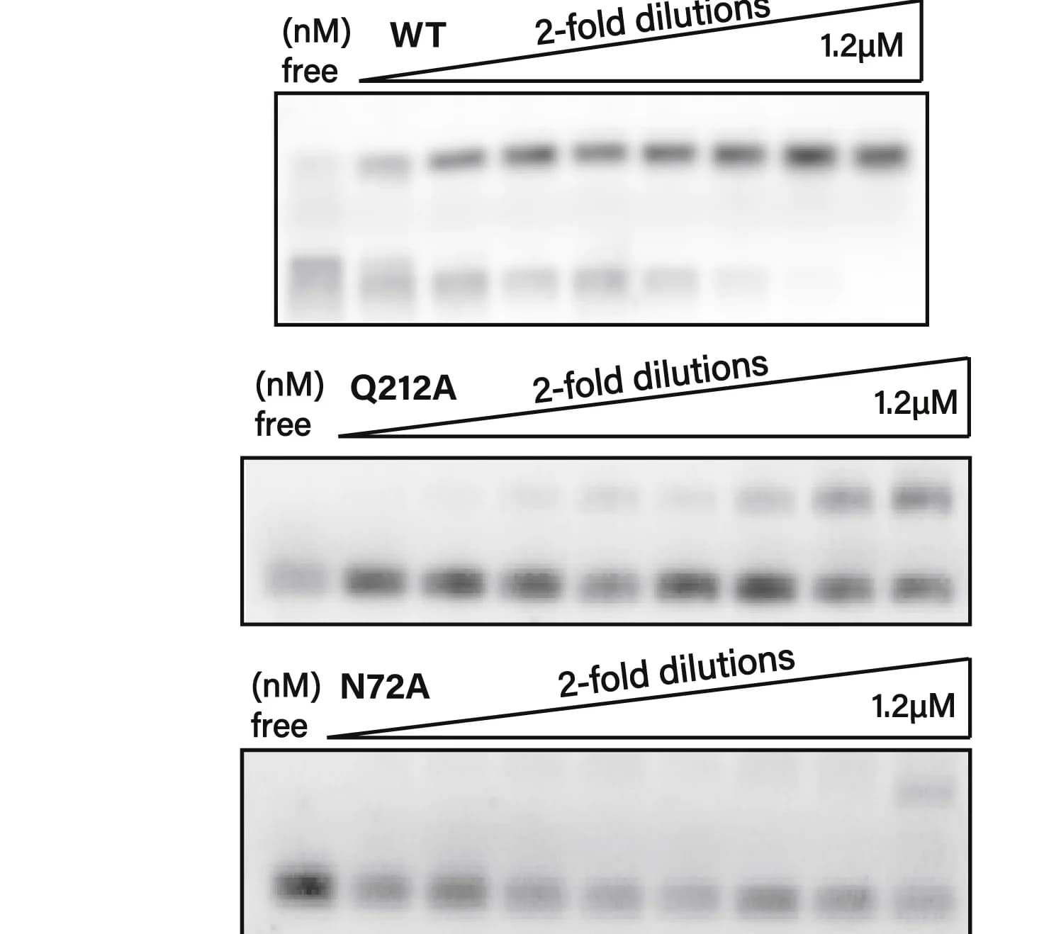 Open access visualization of Gel, Electrophoretic Mobility Shift Assay, EMSA, Cascade, dsDNA