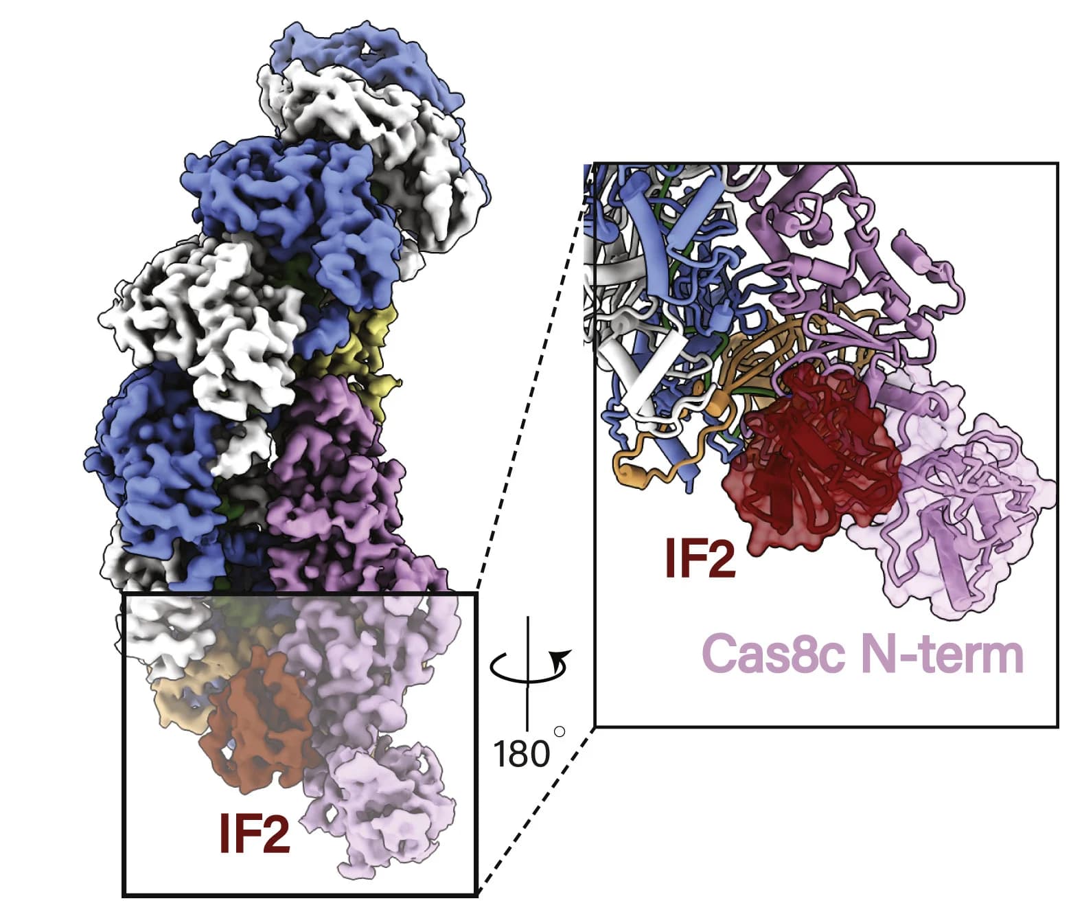 Open access visualization of Protein Structure, Cryo-electron Microscopy, Type I-C Cascade, AcrIF2, Cas8c N-term