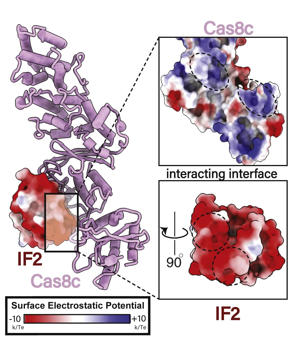 Open access visualization of Protein Structure, AcrIF2, Cas8c N-term, Electrostatic Interactions, Surface Charge