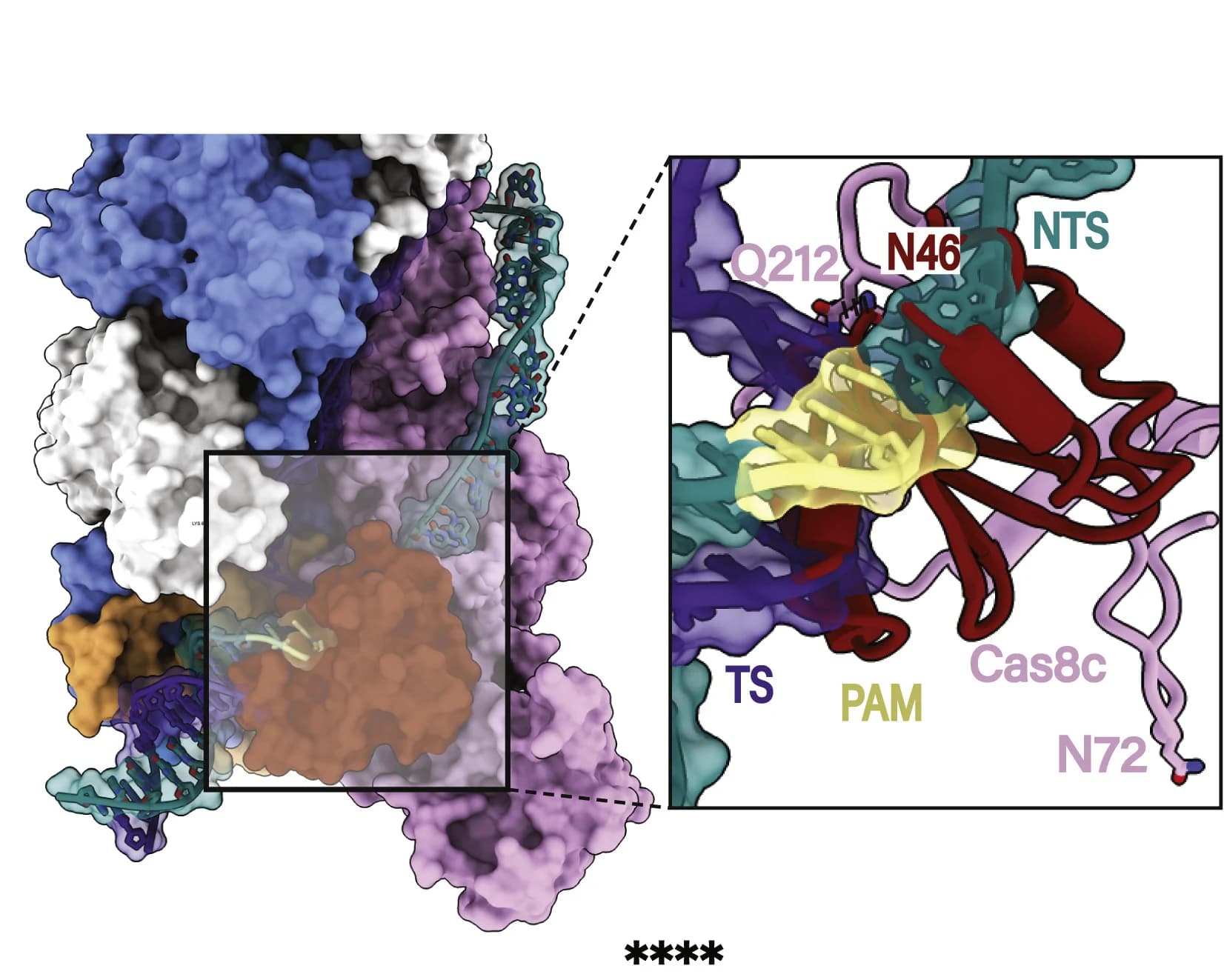 Open access visualization of Protein Structure, Chemical Structure, Structural Superposition, Type I-C, dsDNA