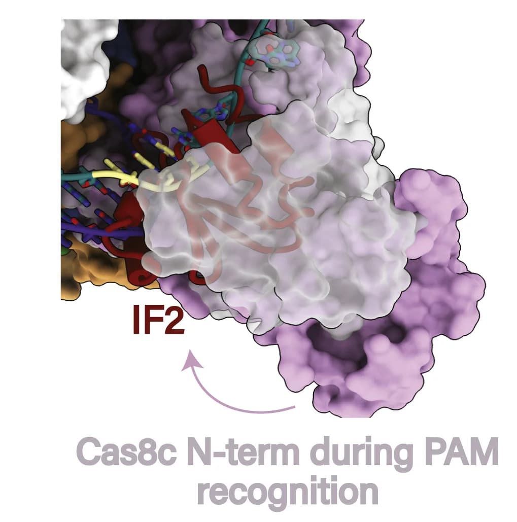 Open access visualization of Protein Structure, Chemical Structure, AcrIF2, PAM Recognition, Cas8c N-terminal Domain