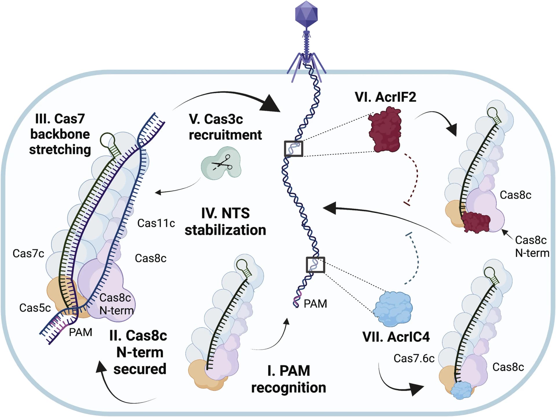 Open access visualization of Workflow, Illustration, Cascade Cas8c, PAM-recognition, dsDNA binding
