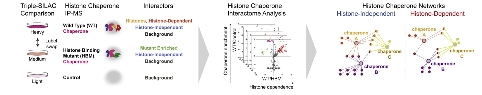 Open access visualization of Scatter Plot, Network, Workflow, SILAC, IP-MS