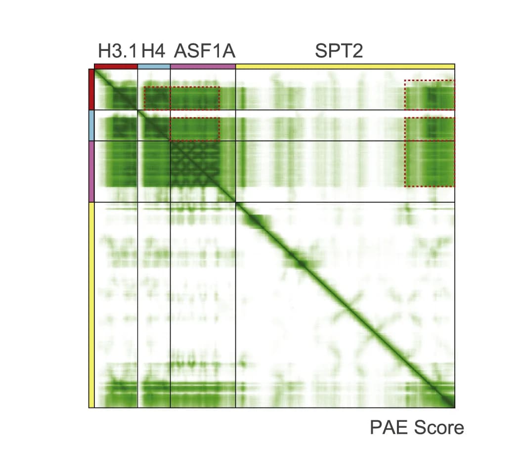 Open access visualization of Heatmap, Predicted Alignment Error, AlphaFold, SPT2, H3.1-H4