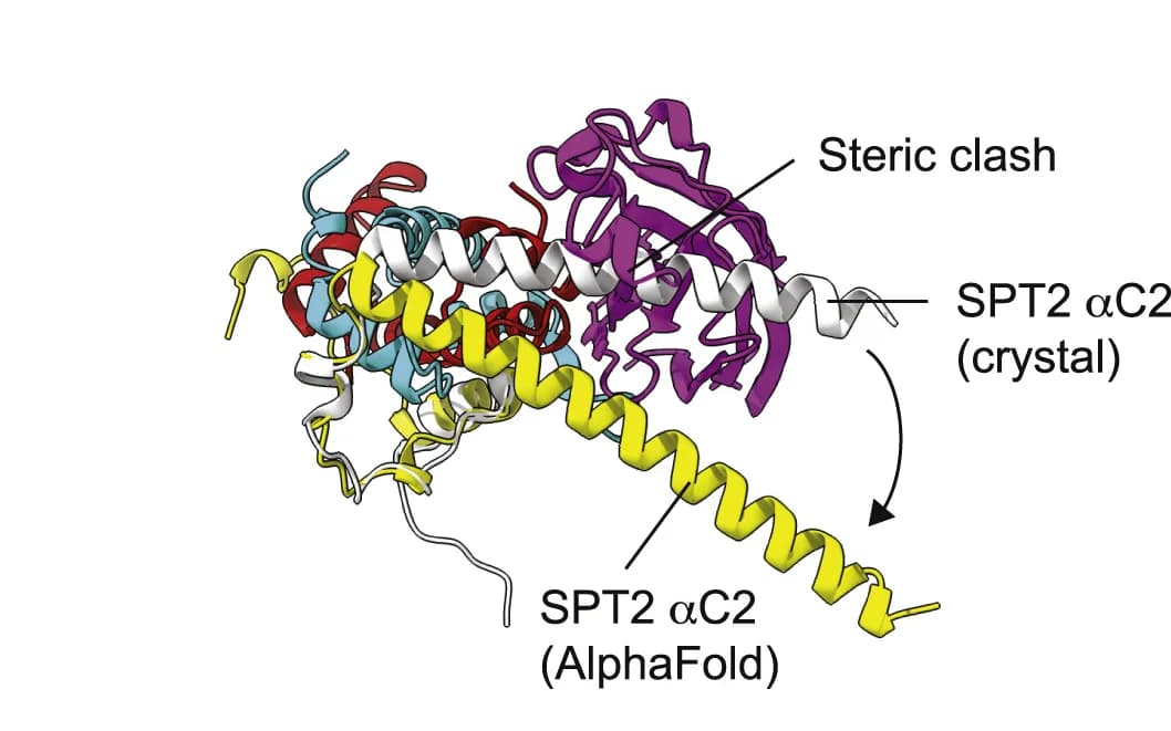 Open access visualization of Protein Structure, AlphaFold, SPT2, H3.1-H4, ASF1A
