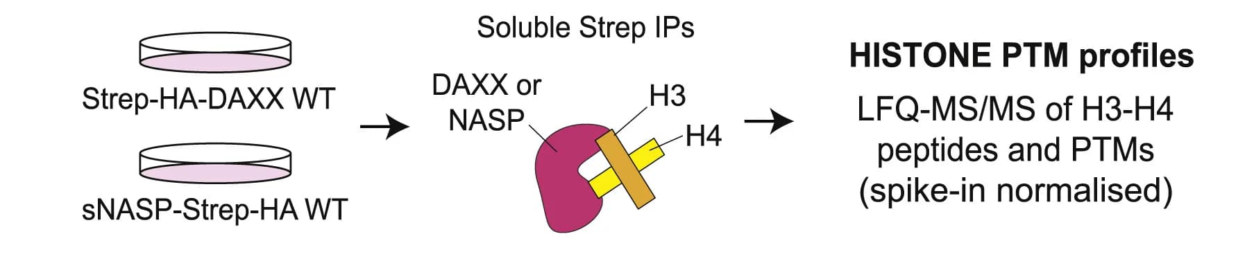 Open access visualization of Workflow, Histones, Peptides, Post-translational Modifications, sNASP