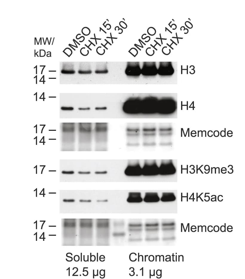 Open access visualization of Gel, Western Blot, Soluble Extracts, Chromatin Extracts, Cycloheximide