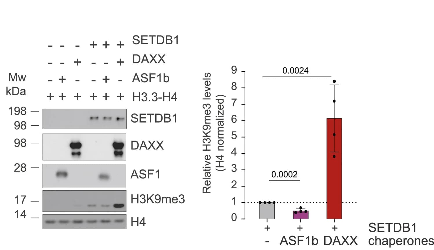 Open access visualization of Bar Plot, Error Bars, Gel, Histone methyltransferase assay, Recombinant proteins
