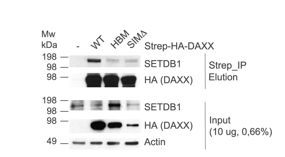 Open access visualization of Gel, Pull-downs, Strep-HA-tagged DAXX, Cell extracts, DAXX WT