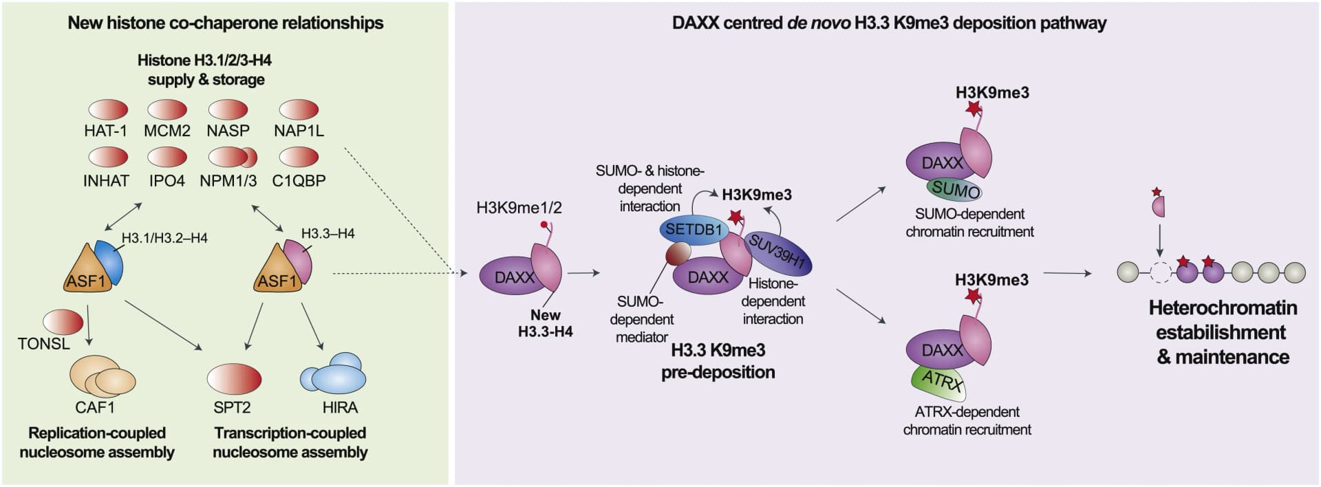 Open access visualization of Workflow, Flowchart, Illustration, Histone Supply, ASF1