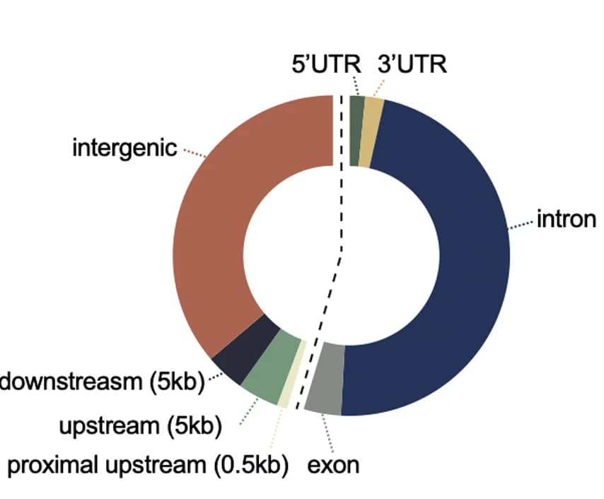 Open access visualization of Donut Chart, Reporters, Genomic annotations, Intronic insertions, Intergenic insertions
