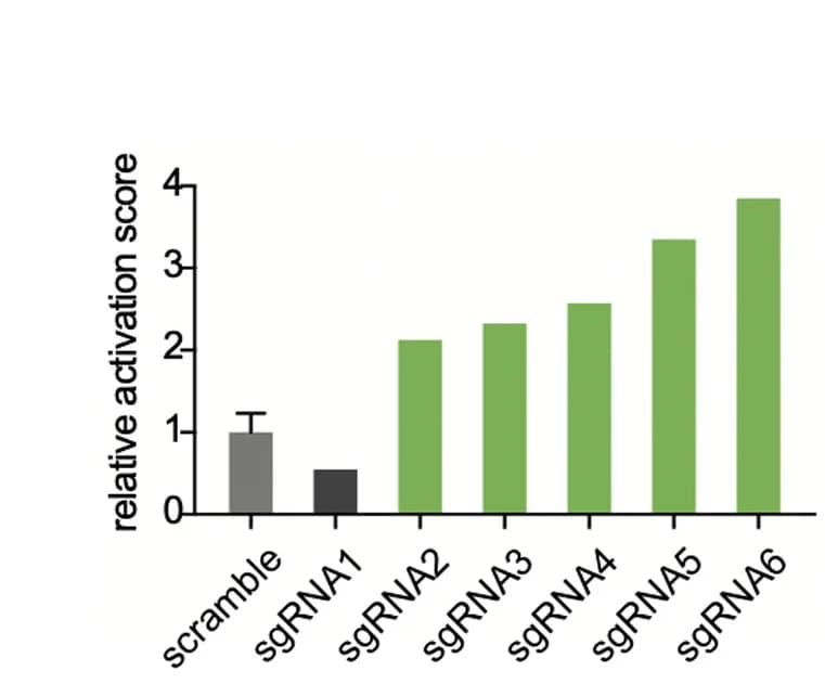 Open access visualization of Bar Plot, Error Bars, FACS, sgRNA efficacy, HEK-293T Cells