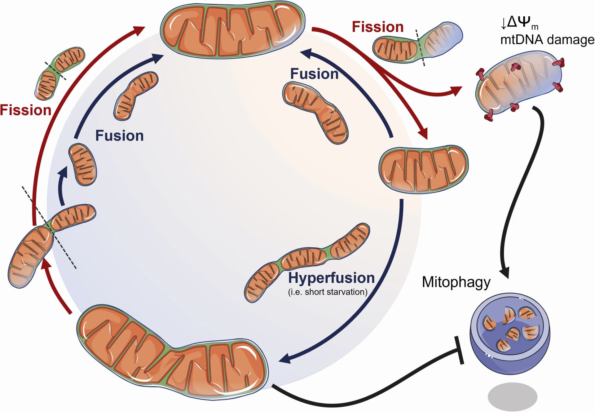 Open access visualization of Workflow, Illustration, Mitochondria, Fission, Fusion