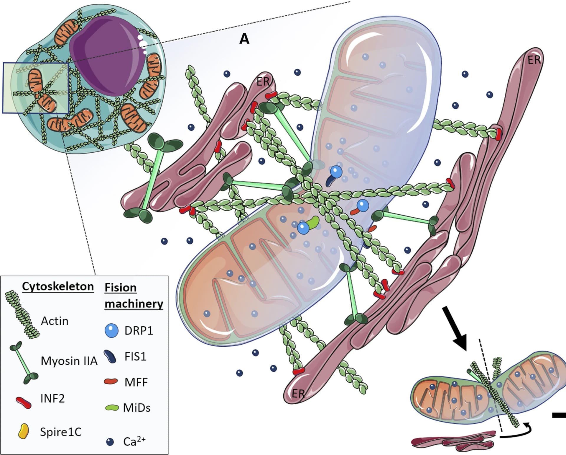 Open access visualization of Illustration, MCU, Mitochondrial Calcium Uniporter, Mitochondrial Calcium, Actin Recruitment