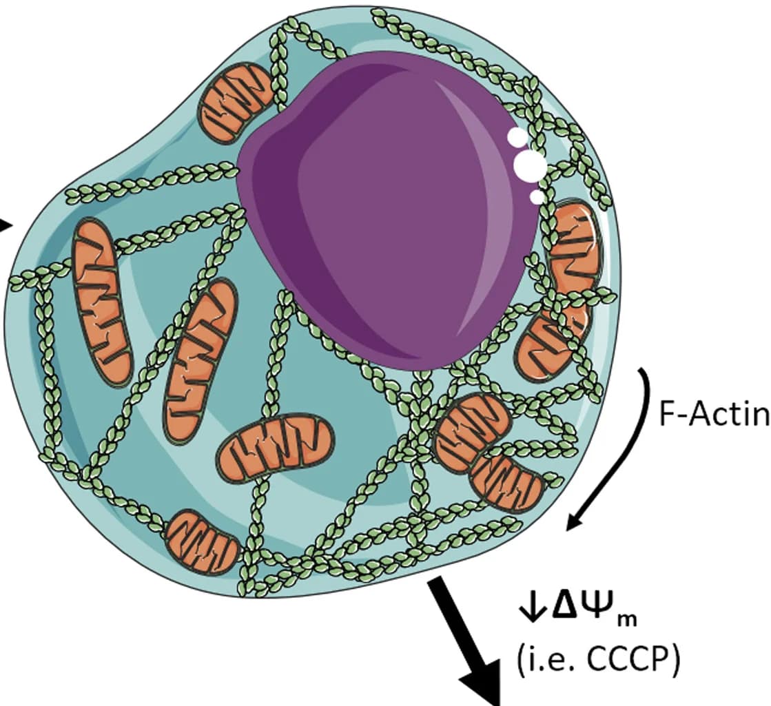Open access visualization of Illustration, Actin, Mitochondria, Arp2/3, Formins