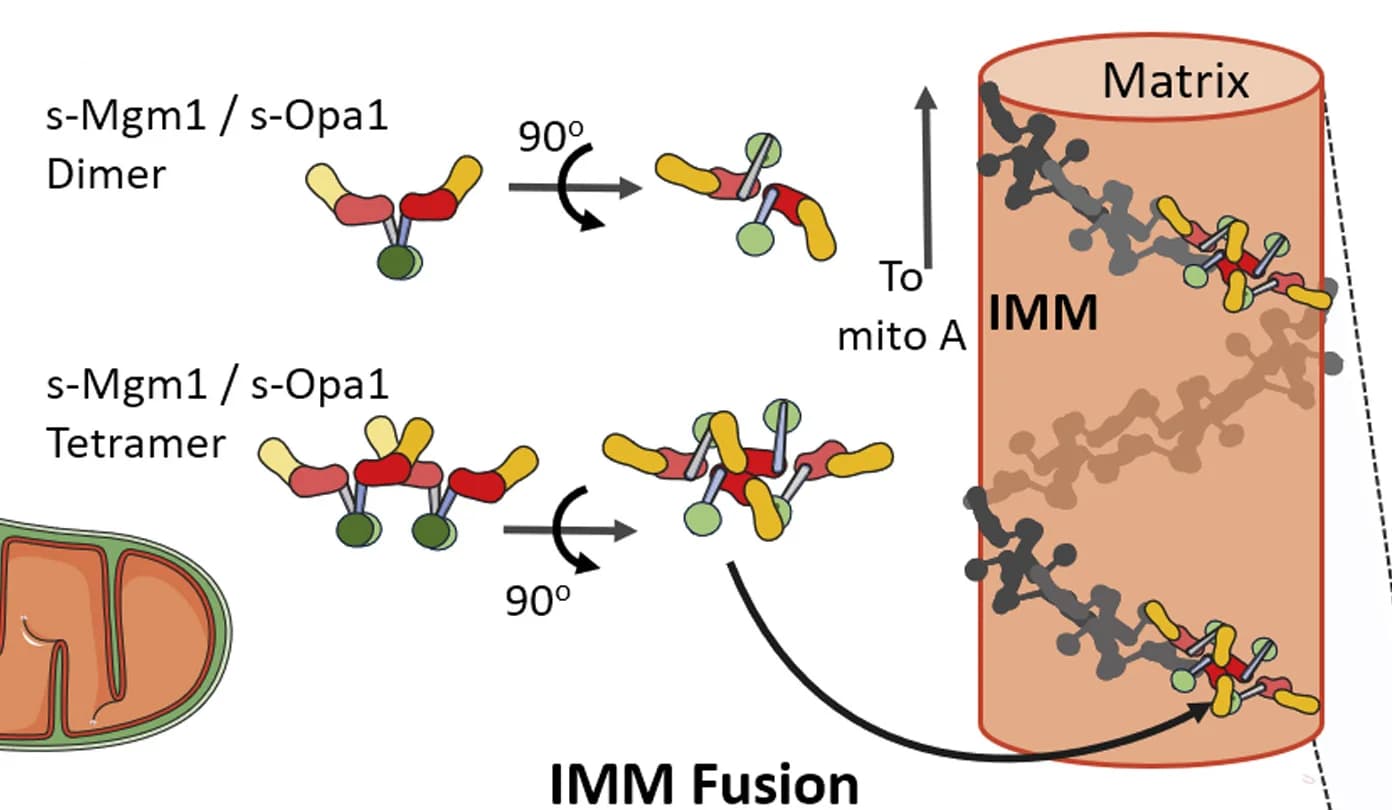 Open access visualization of Illustration, Workflow, Mitochondrial Membrane, Mitochondria Fusion, Opa1