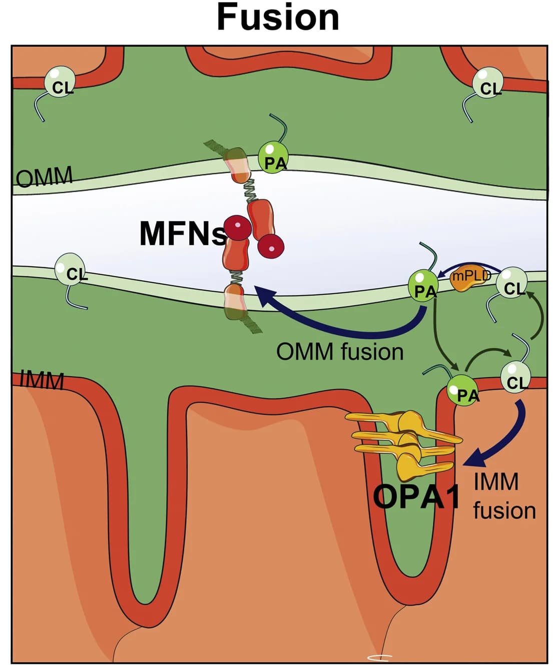 Open access visualization of Illustration, Workflow, Cardiolipin, Mitochondrial Fusion, L-Opa1