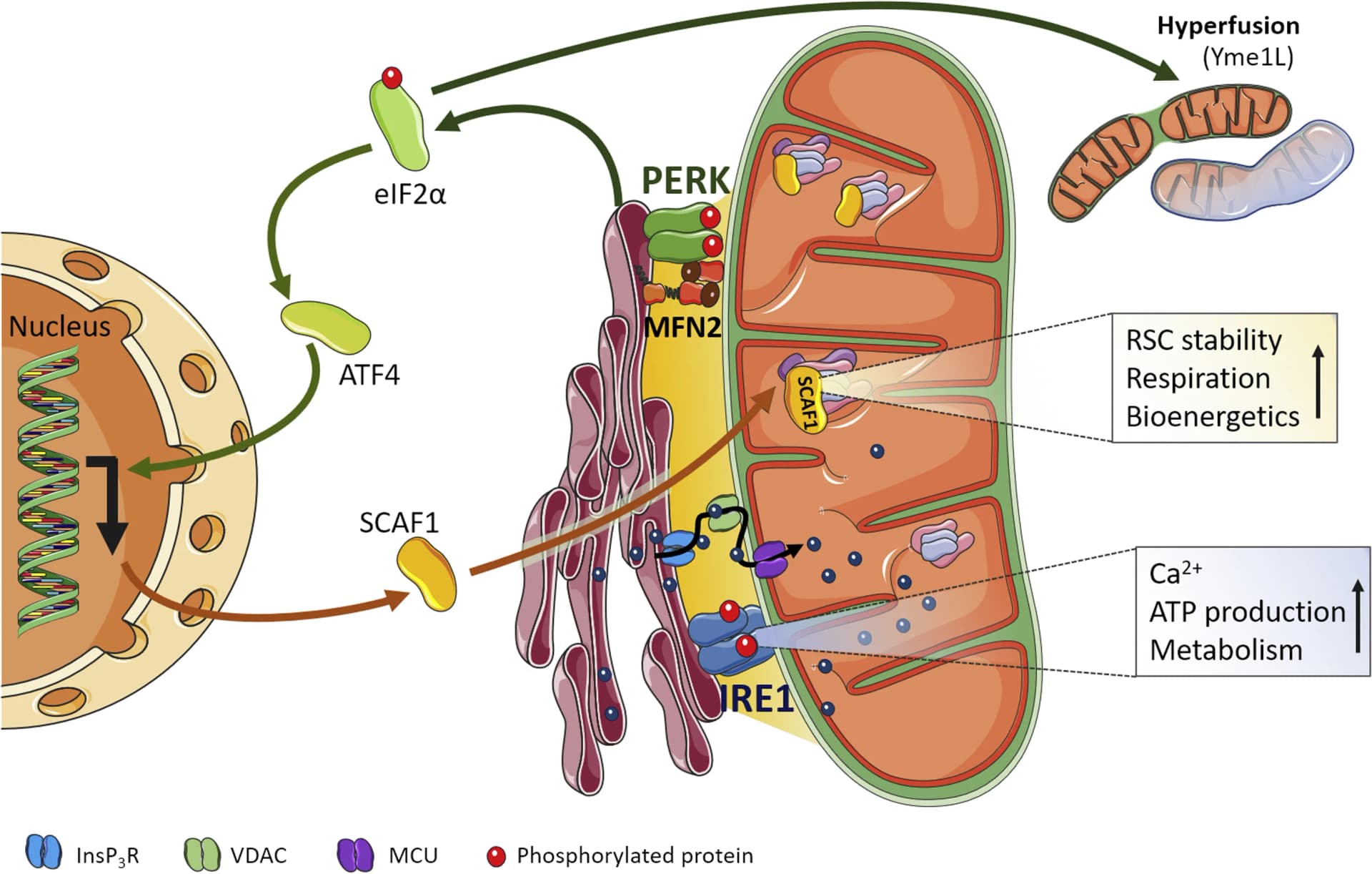 Open access visualization of Workflow, Illustration, ER Stress, PERK, IRE1