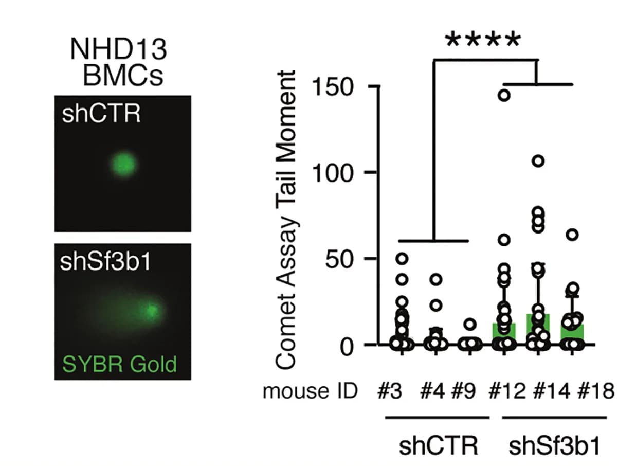 Open access visualization of Scatter Plot, Error Bars, DNA Integrity, NHD13, HSCs