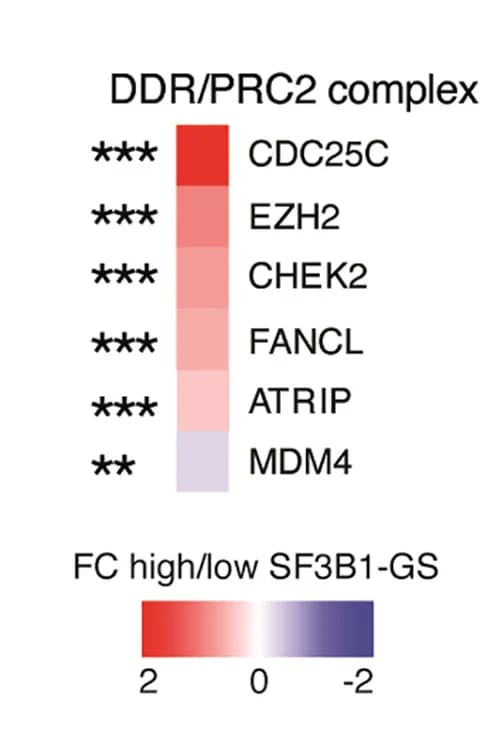 Open access visualization of Heatmap, Fold Change, DNA Damage Response, PRC2, SF3B1-GS