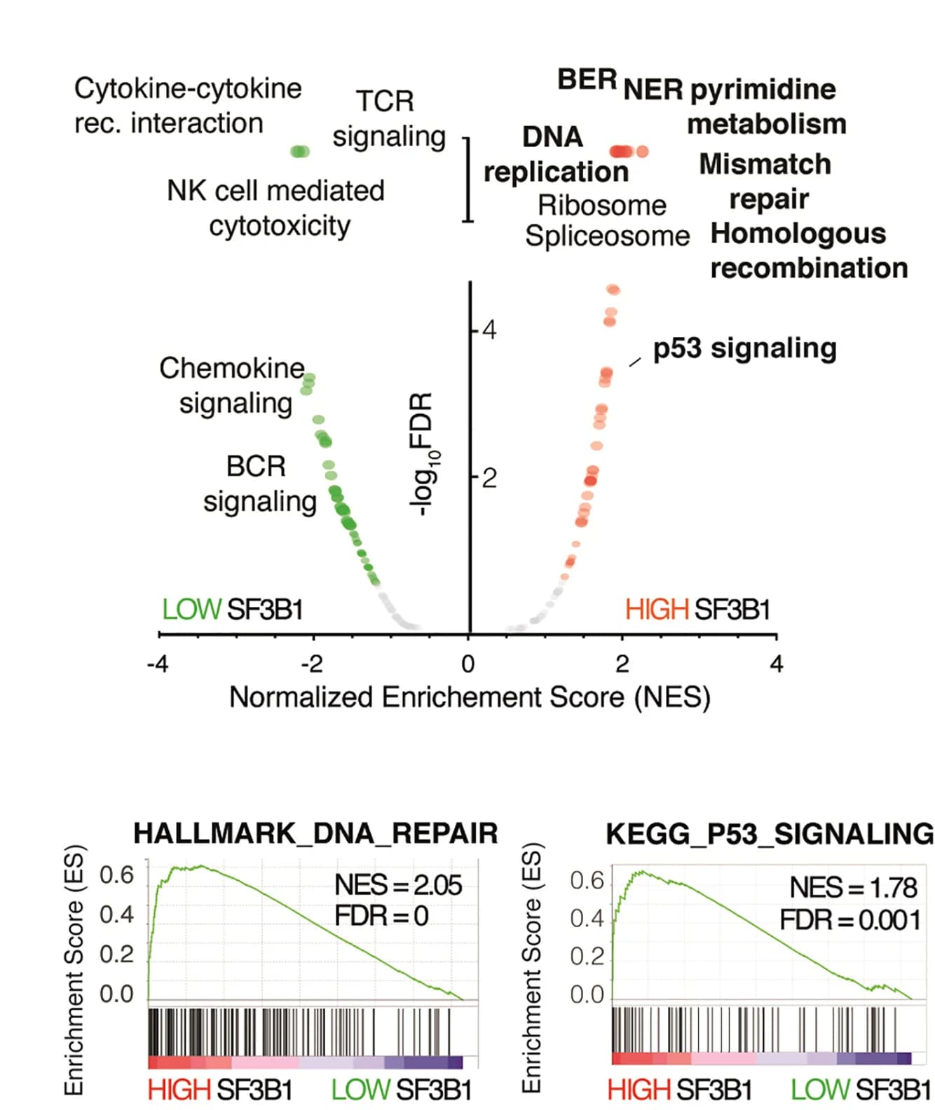 Open access visualization of Scatter Plot, Line Plot, GSEA Analysis, TCGA-LAML Dataset, SF3B1-GS
