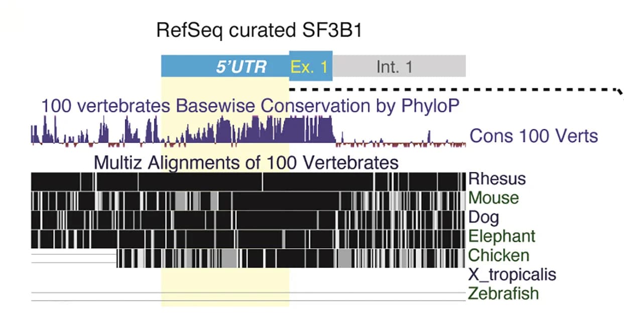 Open access visualization of Line Plot, UCSC Genome Browser, Evolutionary Conservation, Genomic Region, SF3B1 5' UTR