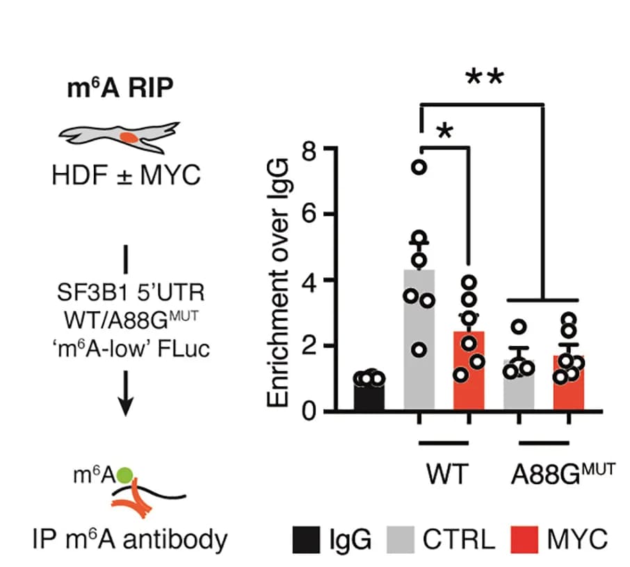 Open access visualization of Bar Plot, Error Bars, Scatter Plot, m6A-RIP-qPCR Analysis, 5' UTR WT