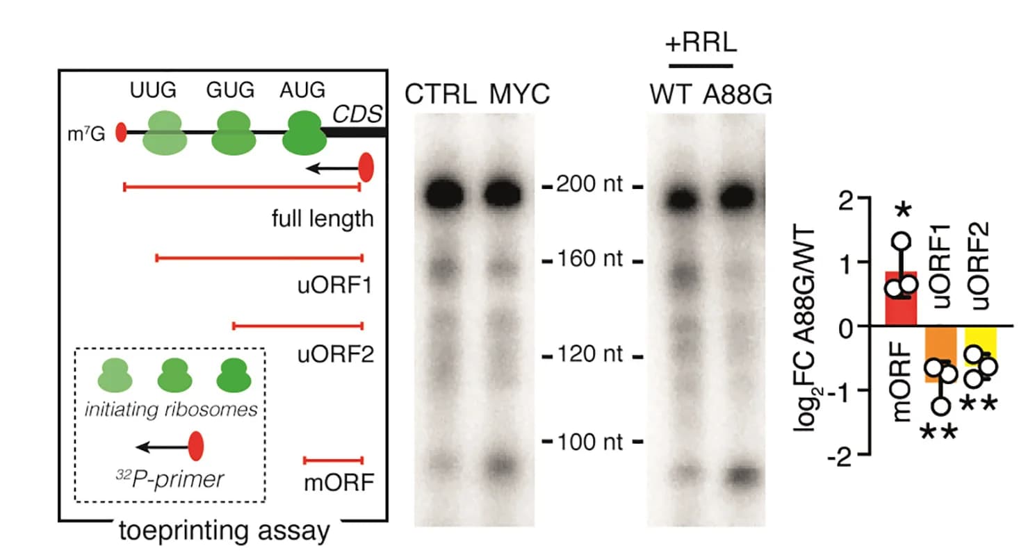 Open access visualization of Illustration, Bar Plot, Gel, Error Bars, Schematic