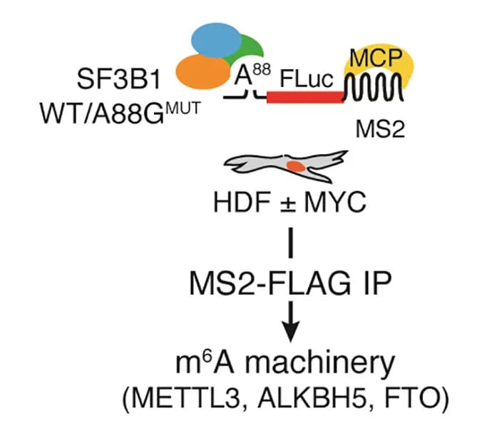 Open access visualization of Workflow, Flowchart, Illustration, MS2 stem-loops, MS2 coat protein