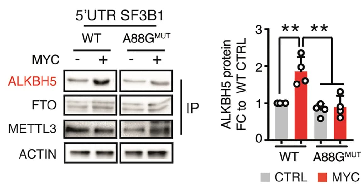 Open access visualization of Bar Plot, Error Bars, Gel, Protein Analysis, ALKBH5