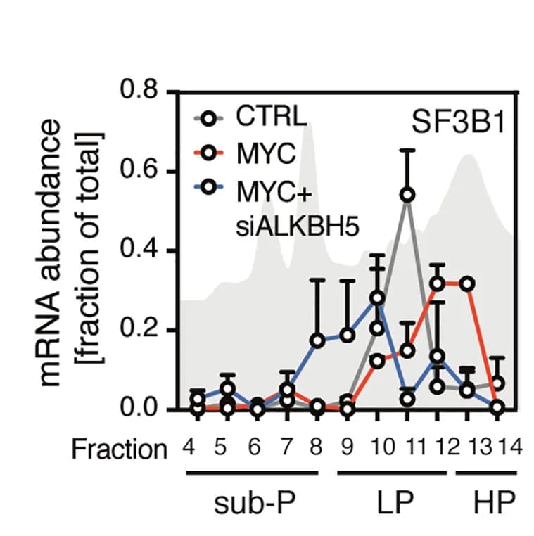 Open access visualization of Line Plot, Error Bars, Density Plot, Polysomal analysis, SF3B1 mRNA