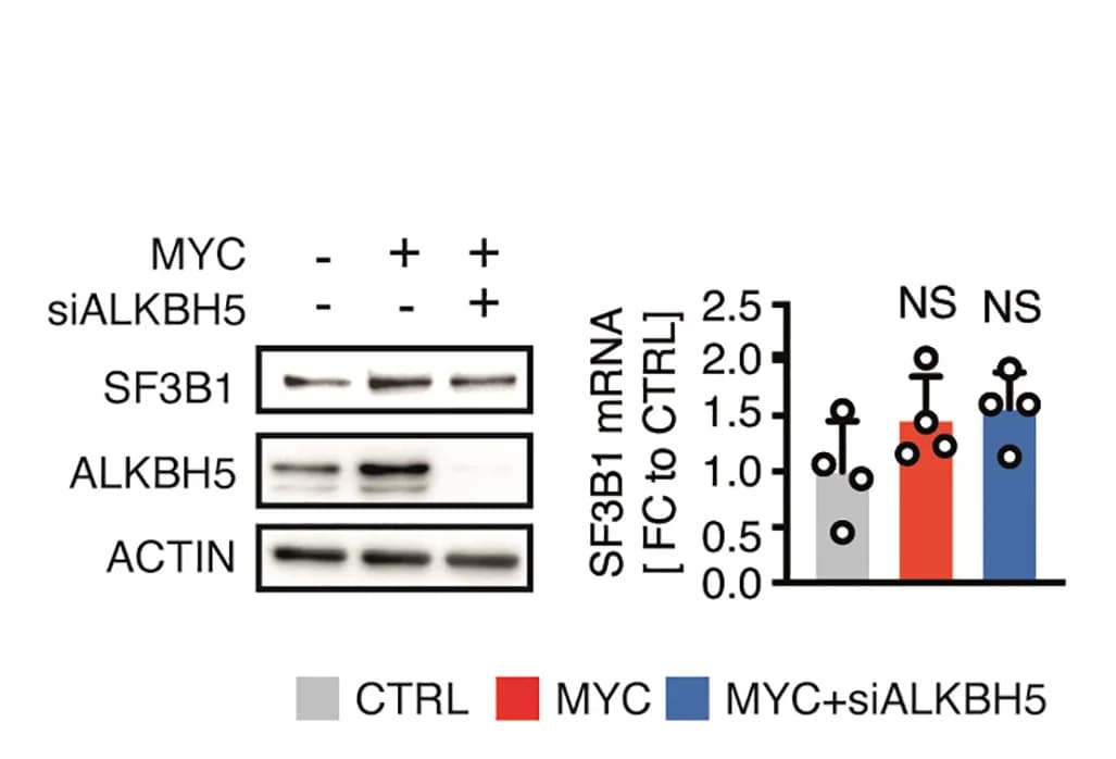 Open access visualization of Bar Plot, Gel, SF3B1 Protein Analysis, CTRL, MYC