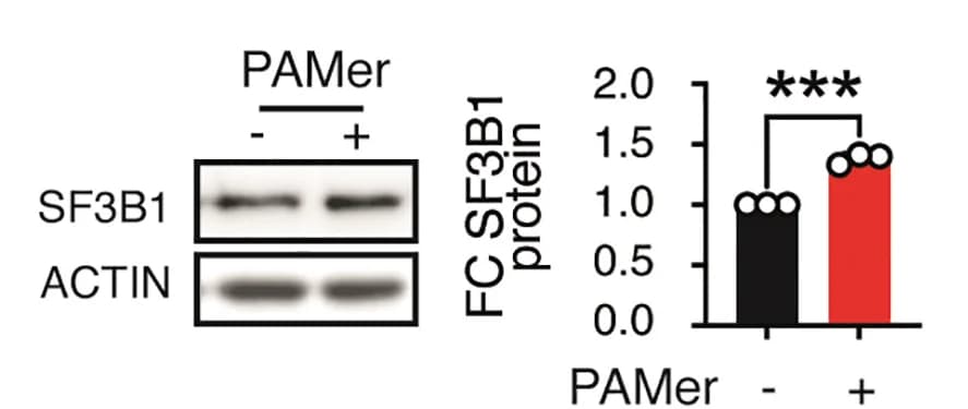 Open access visualization of Bar Plot, Error Bars, Gel, SF3B1 Protein Analysis, HEK293T Cells